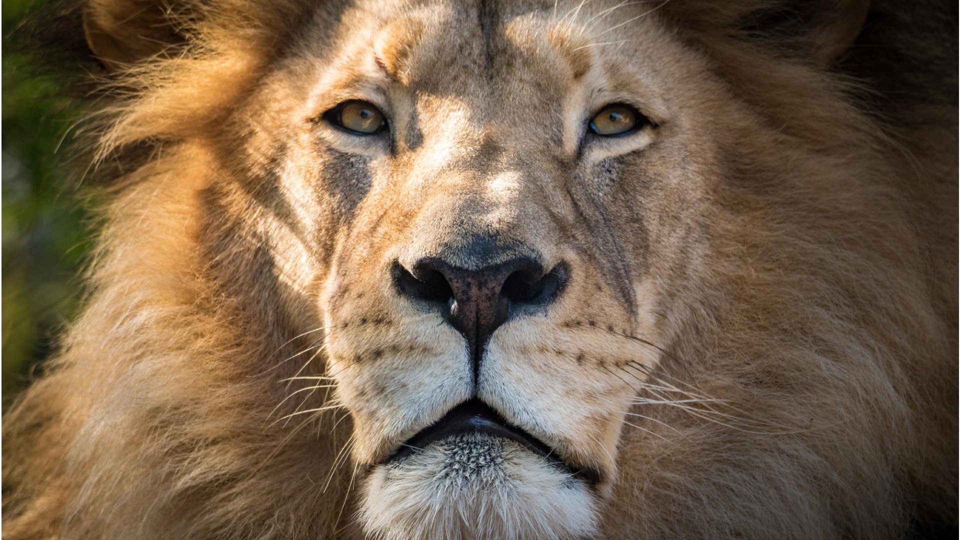 Lesson 8 - Lion